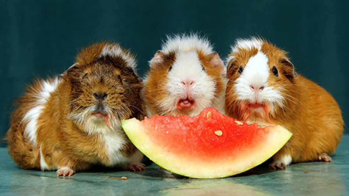 What vegetables can guinea pigs eat?