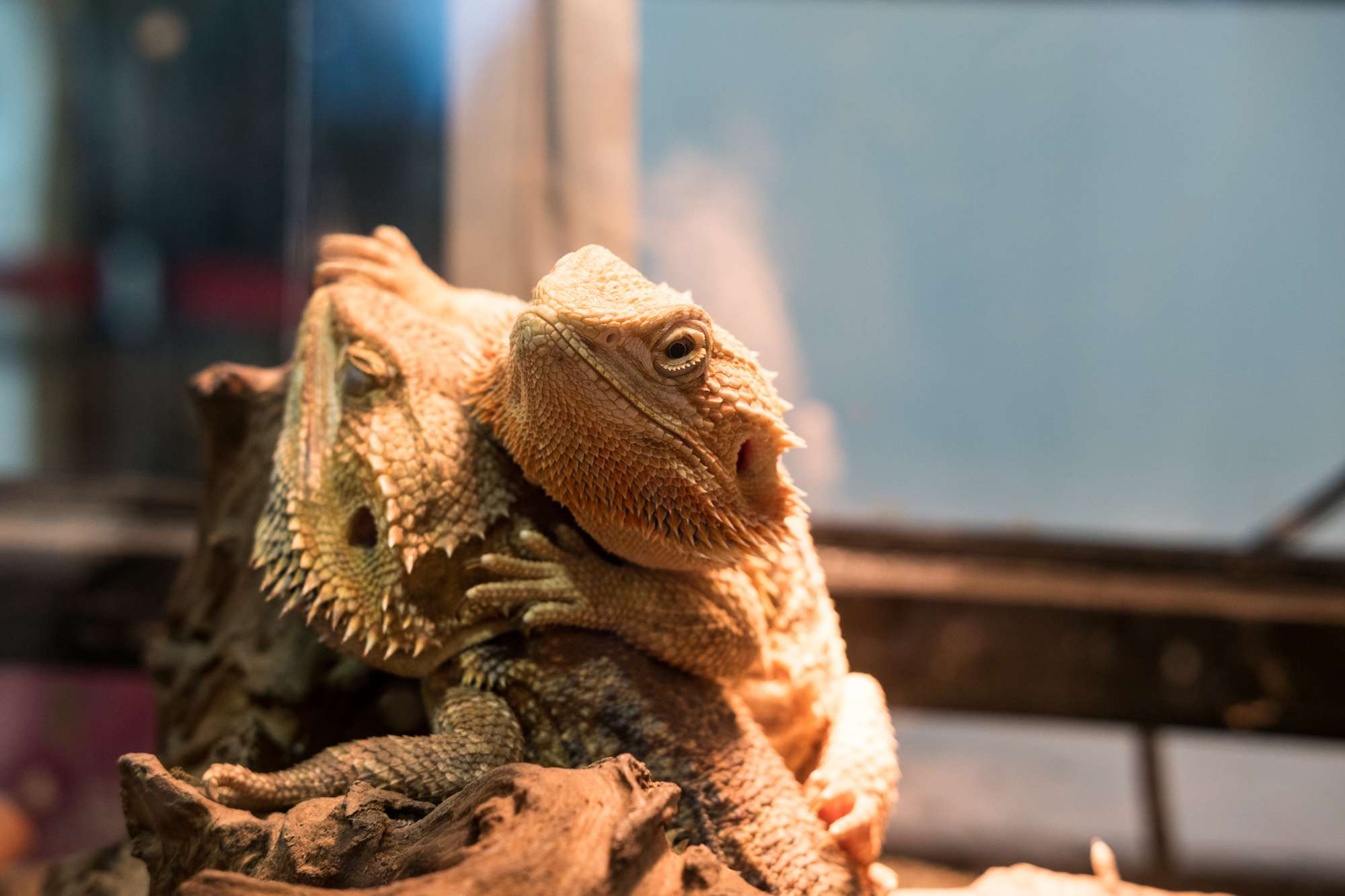 What wattage of UVB light do I need for my bearded dragon?