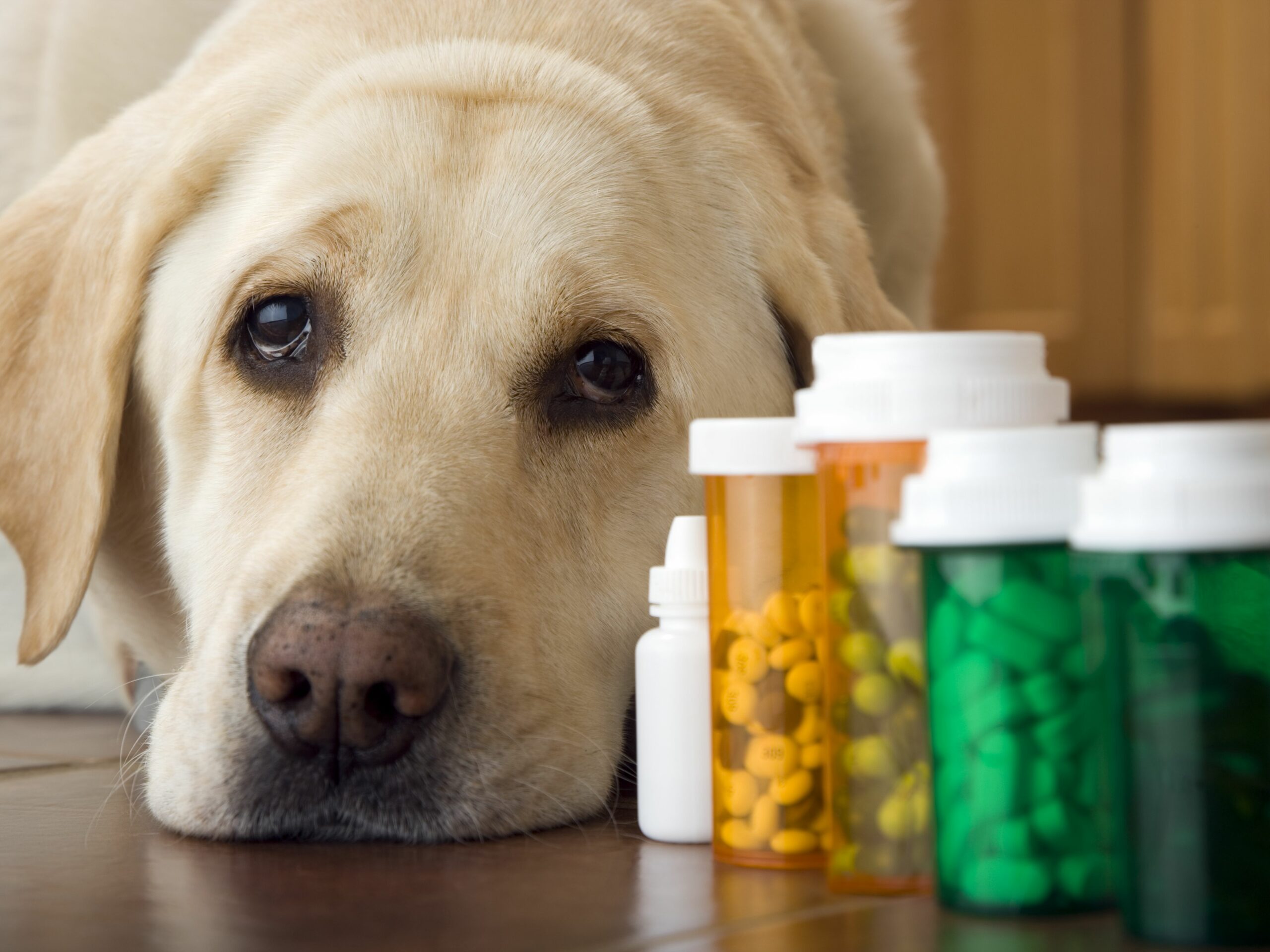 What works as an antibiotic for dogs?