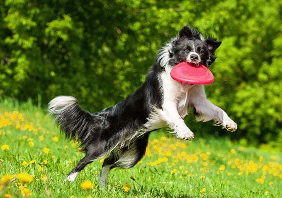 When Can dogs catch Frisbees?