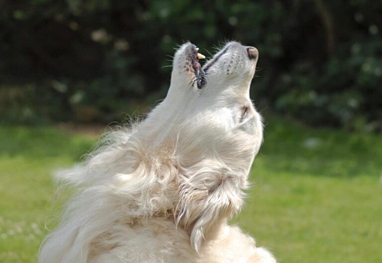 Your question: When a dog howls does it mean death?