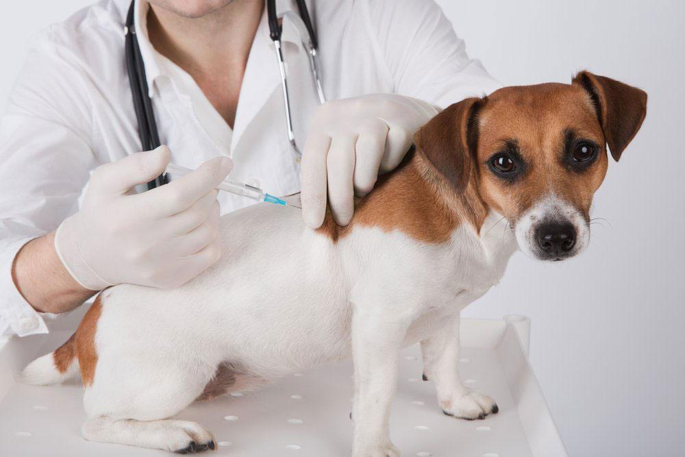 When can I stop vaccinating my dog?