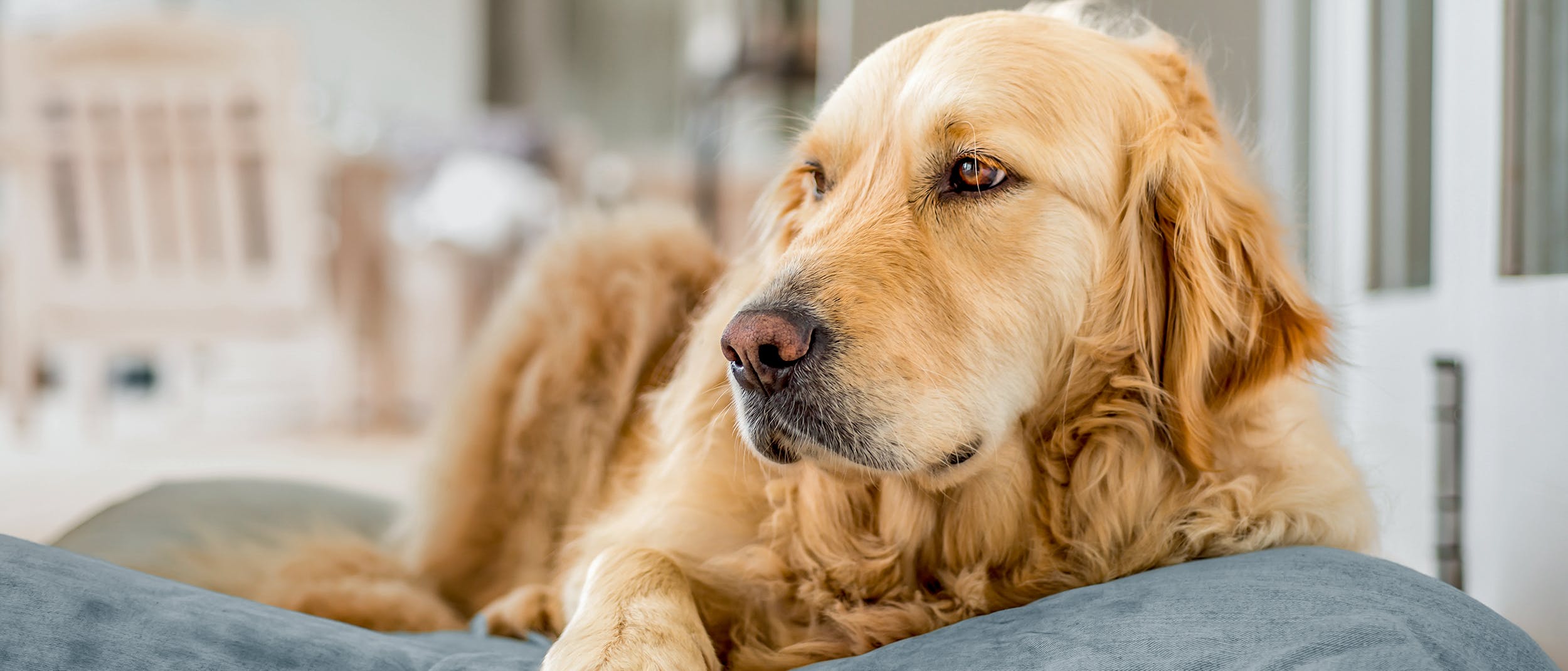When do dogs stop gaining weight?