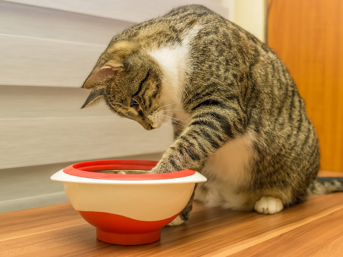 When should I be concerned about my cat vomiting?