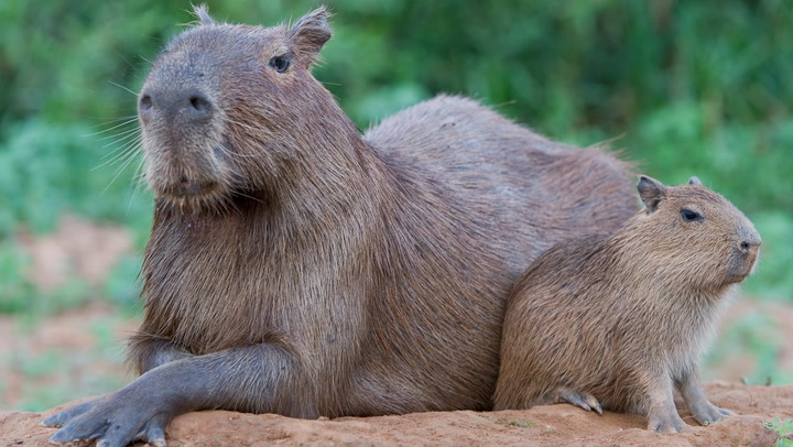 Where can I pet a capybara in California?