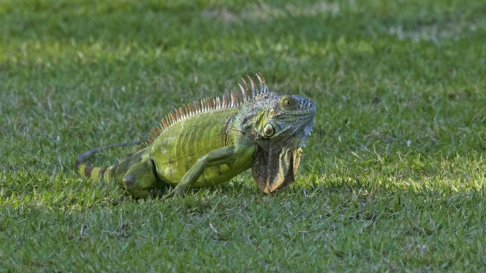 Where do iguanas live in the USA?