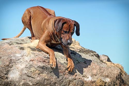 Which dog breeds have high prey drive?