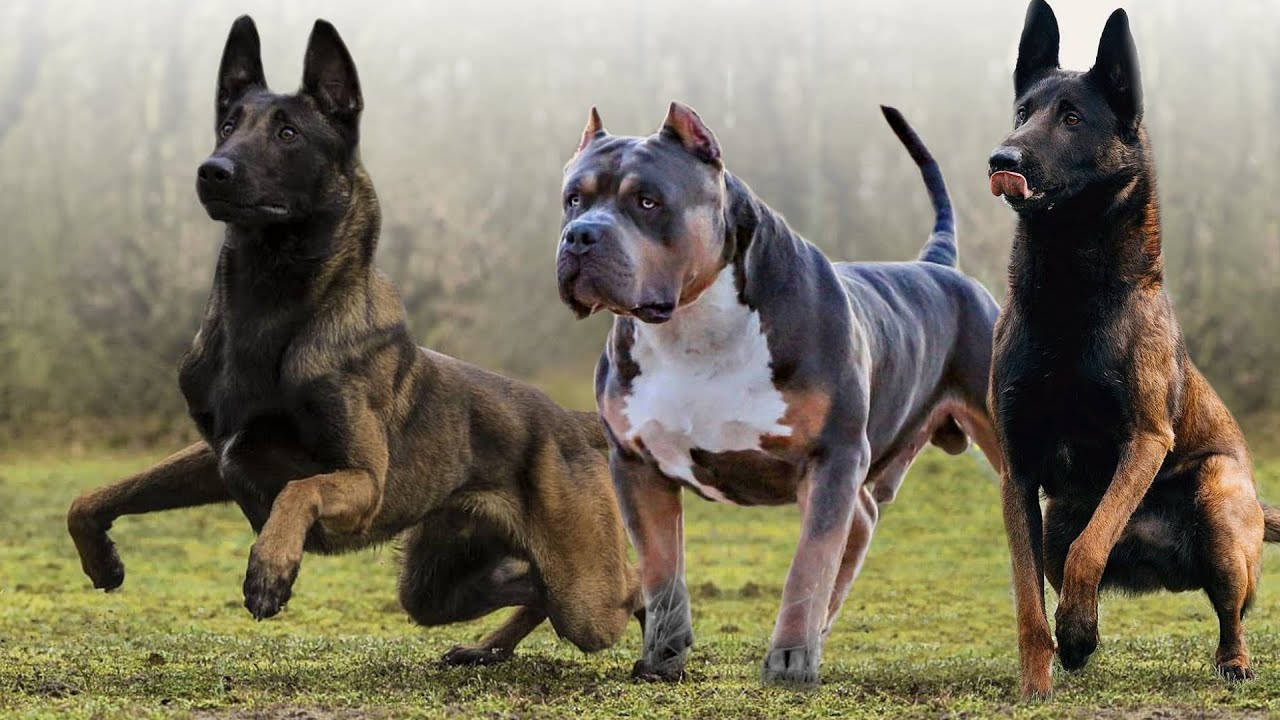 Which dog can run the longest?