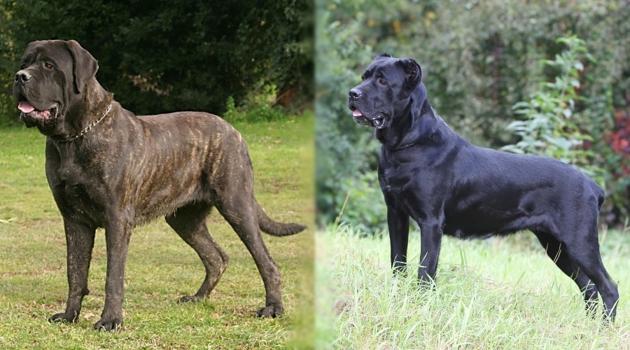 Which dog is bigger Cane Corso or Mastiff?