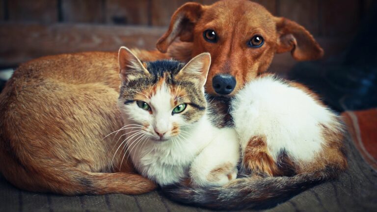 Best answer: Who loves more cats or dogs?