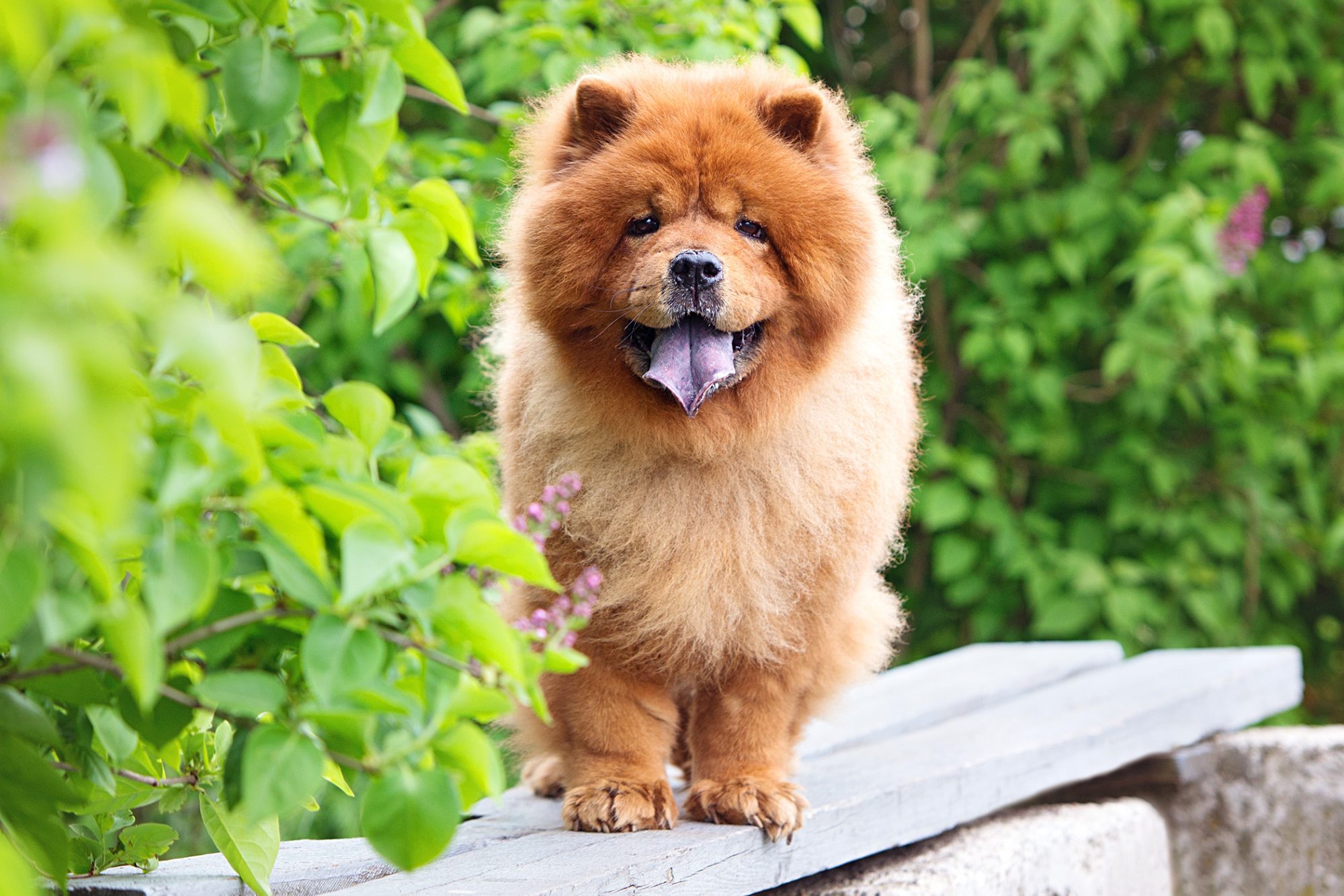 Why are Chows so mean?