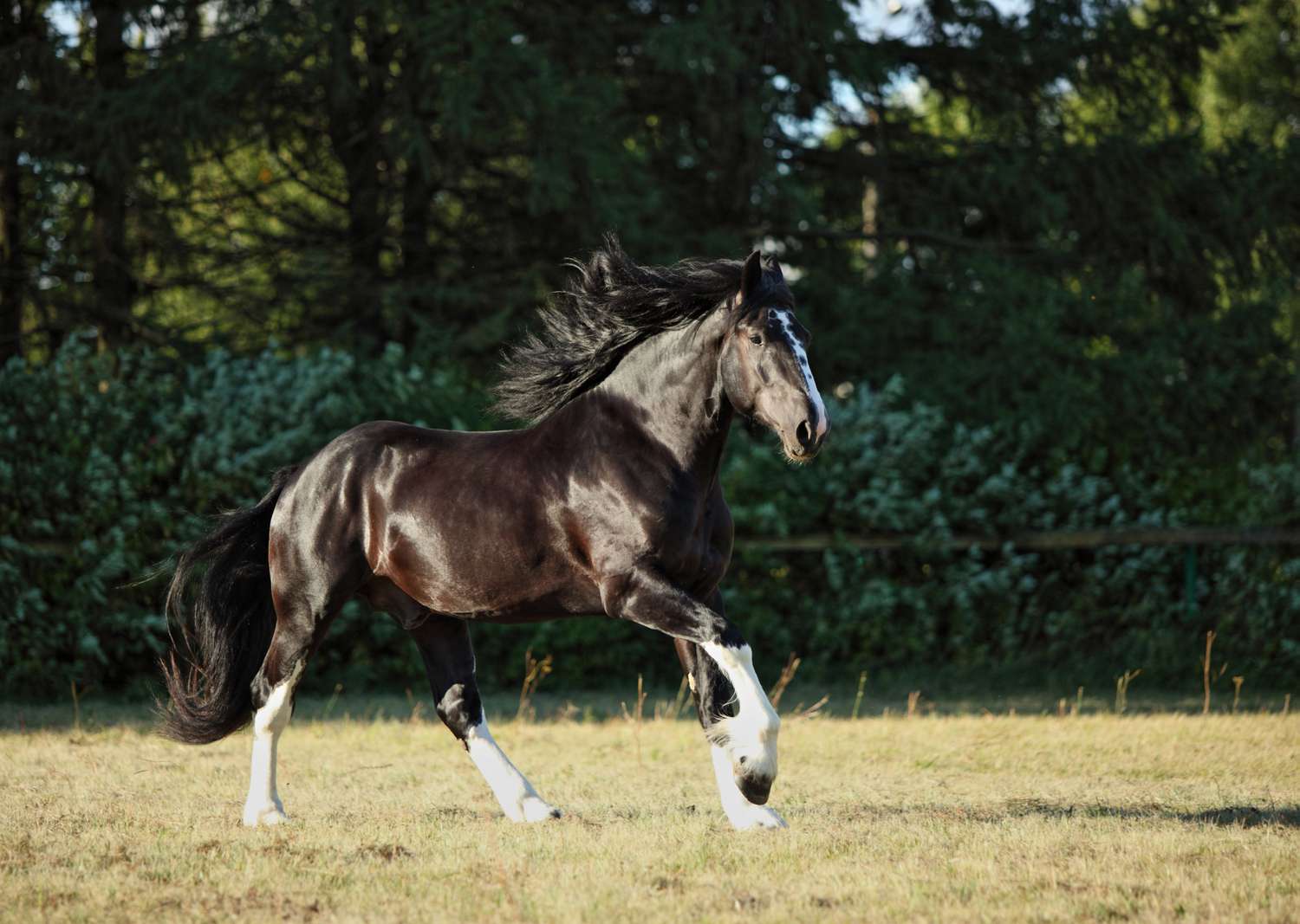 Why are they called Shire horses?