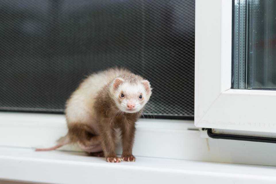 Why did PetSmart stop selling ferrets?