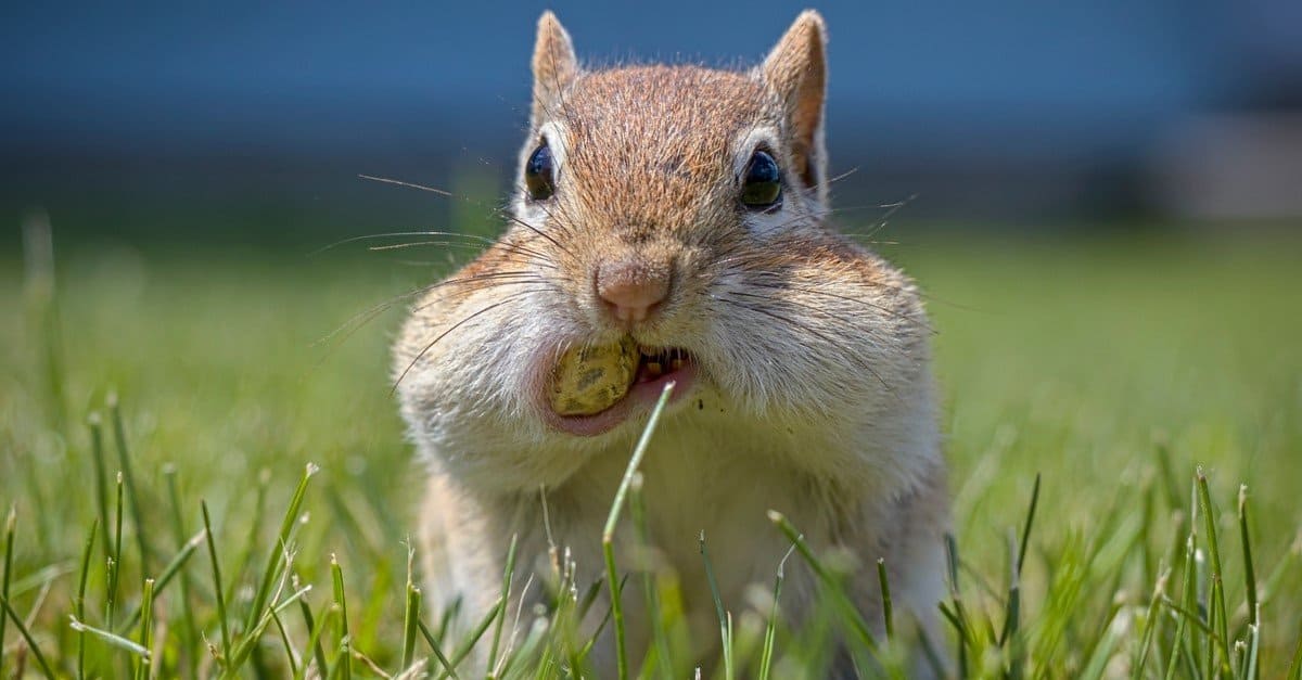 Why do chipmunks keep nuts in their cheeks?