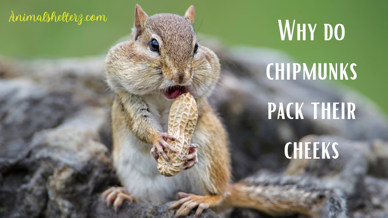 Why do chipmunks pack their cheeks