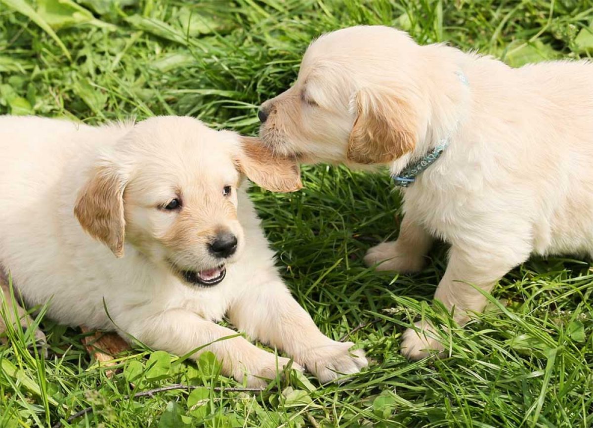 Why do dogs bite each other’s ears when playing?