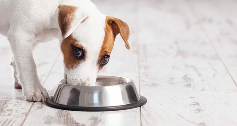 Frequent question: Why do dogs eat at the same time as humans?