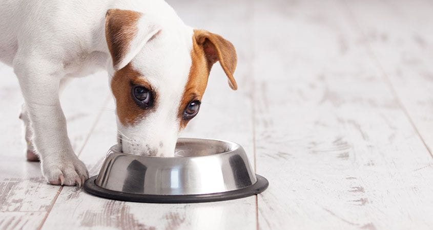 Why do dogs eat at the same time as humans?