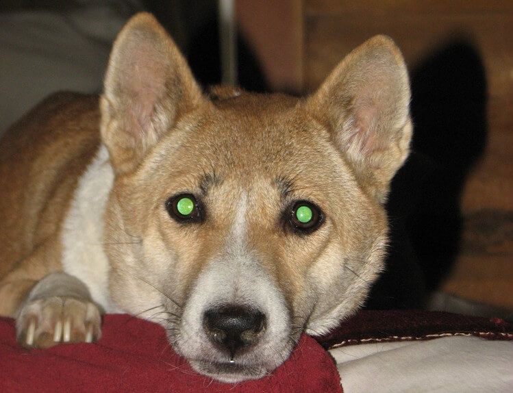 Why do dogs eyes reflect at night?