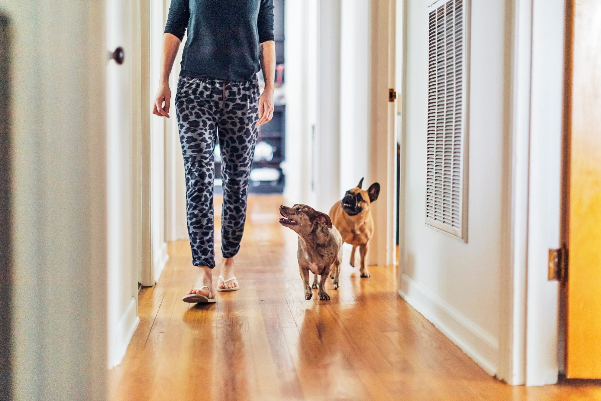 Why do dogs follow you around the house?