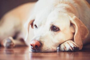 Why do dogs get cancer so much?