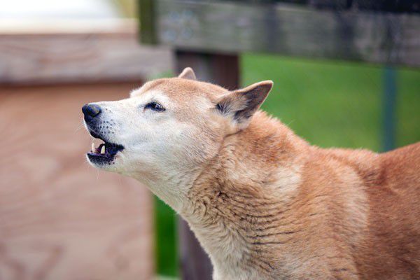 Why do dogs howl when I sing?