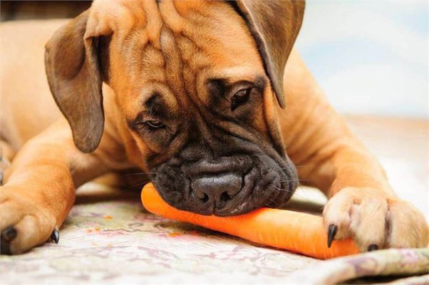 Why do dogs like raw carrots?
