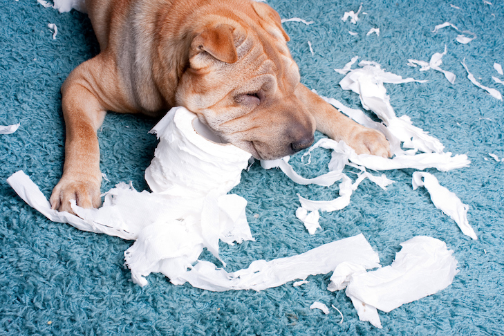 Why do dogs rip up tissues?