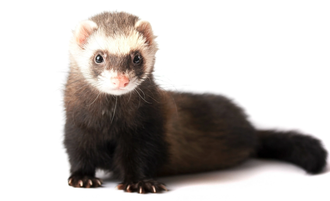 Why do ferrets steal things?