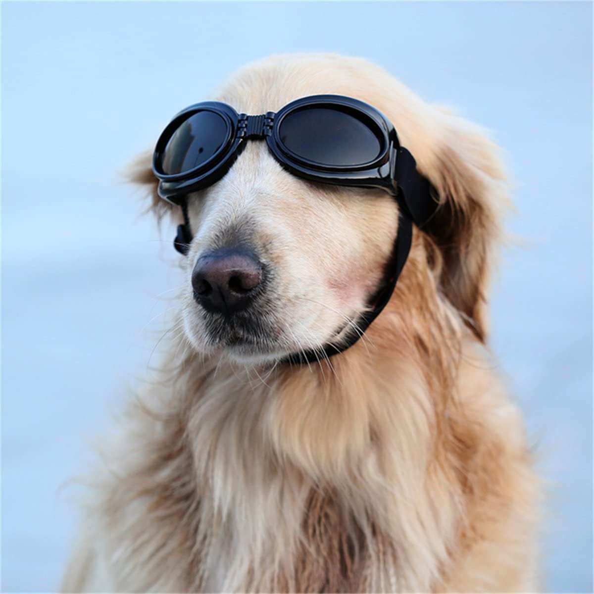 Why do k9 dogs wear goggles?
