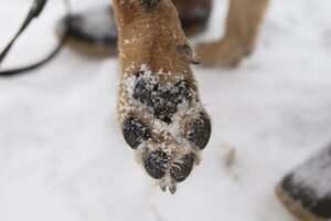 Why do my dogs paws bleed in the snow