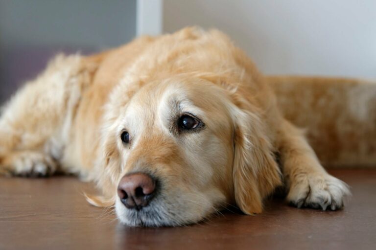 Why do old dogs cry at night?