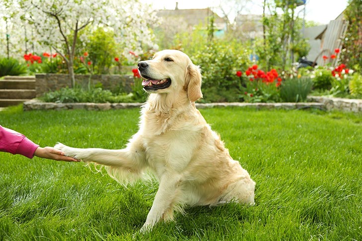 Why do we teach dogs to shake a paw?