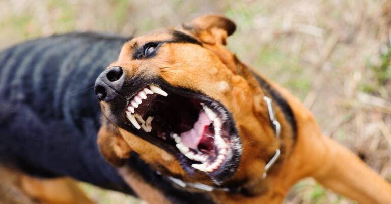 Quick Answer: Why does my dog attack animals on TV?