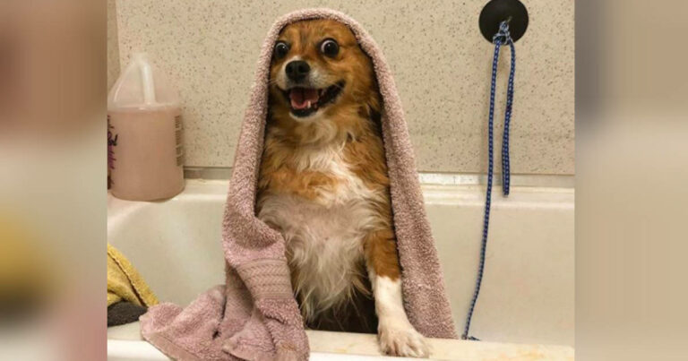 You asked: Why does my dog get sad when I shower?