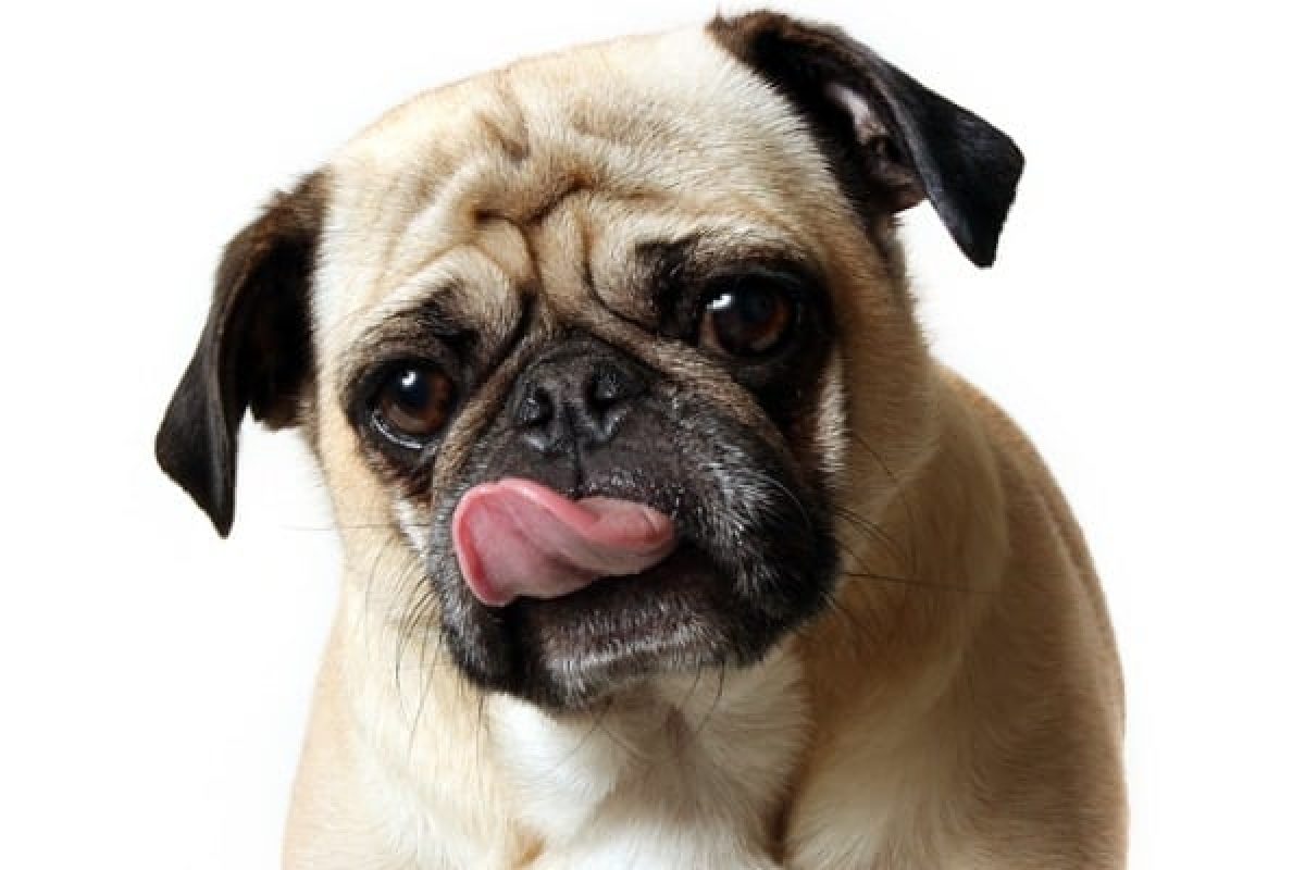 Why does my dog keep gulping and licking?
