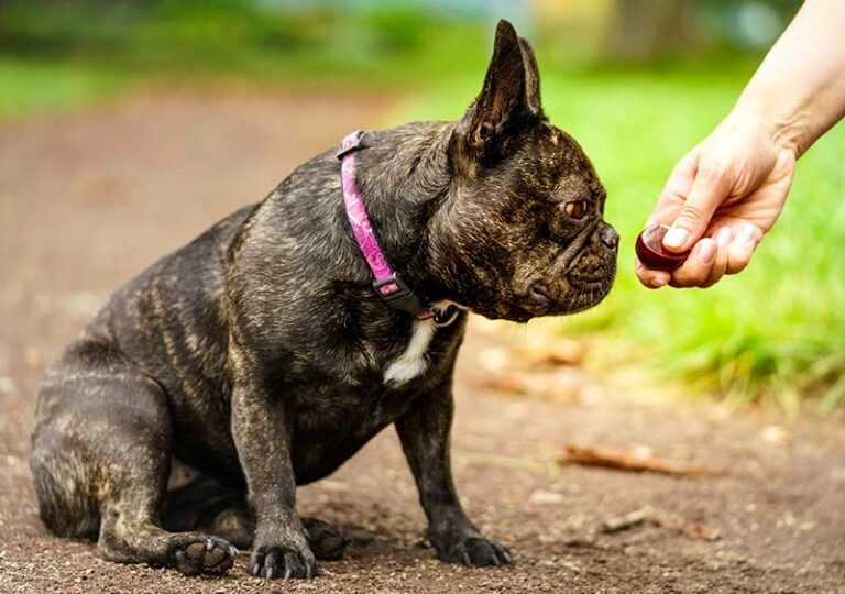 Frequent question: Why does my dog only eat if I hand feed him?