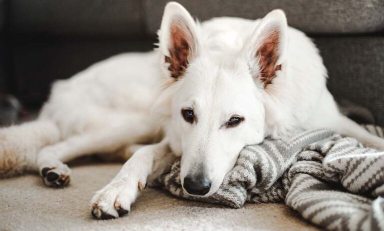 Why does my dog scratch the carpet in the middle of the night?