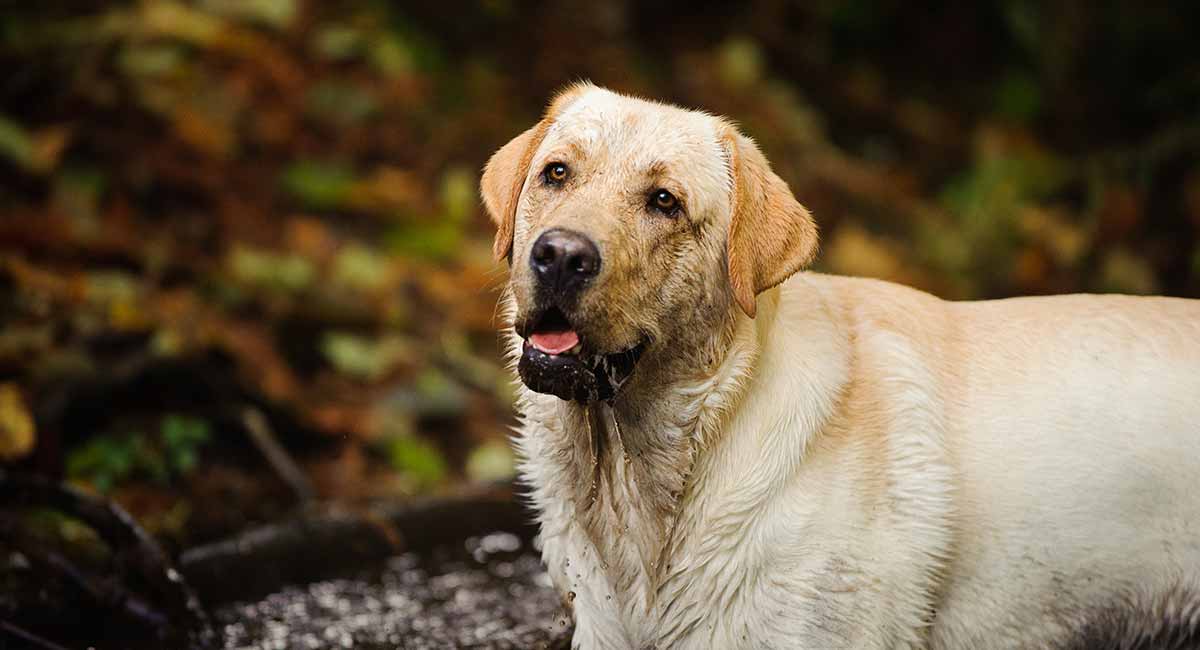 Why does my dog smell so bad after swimming?