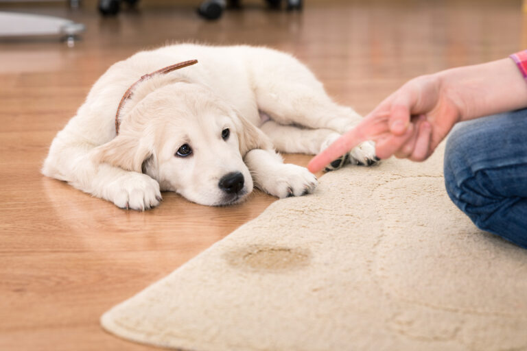 Frequent question: Why does my dog wet the bed?