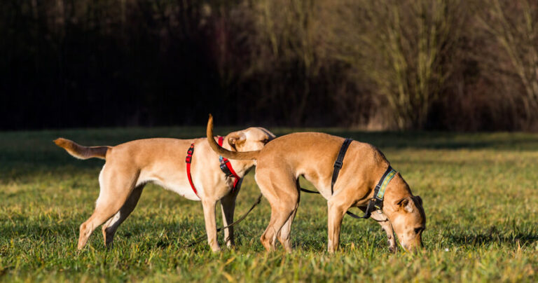 Question: Why does my male dog keep smelling my female dog?