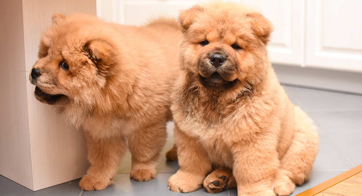 Why is it called a Chow Chow?