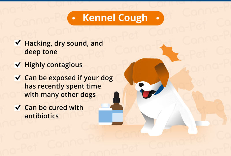 Why is my dog coughing like something is stuck?