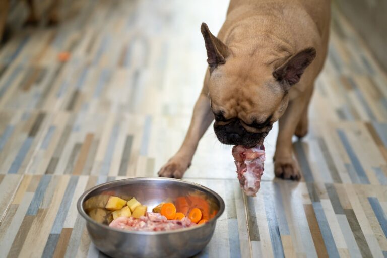 Your question: Why is my dog gaining weight on raw food?