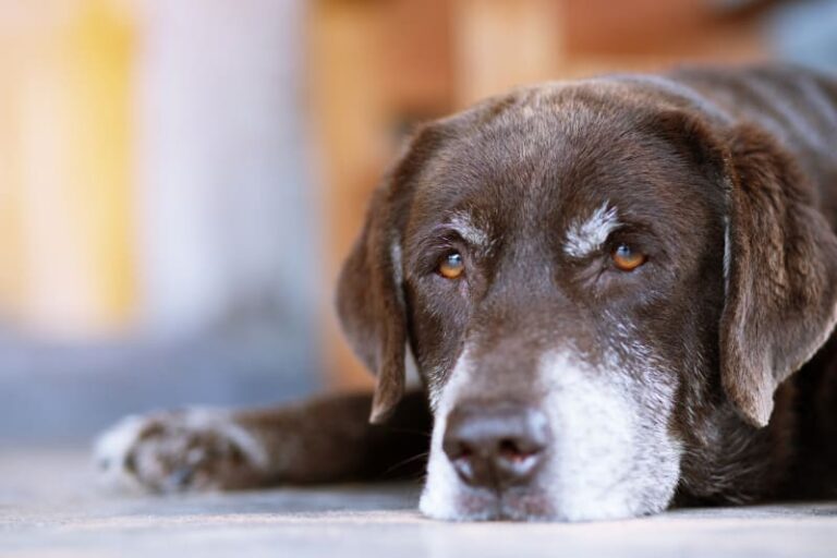 your-question-why-is-my-dog-pooping-blood-and-not-eating-animal