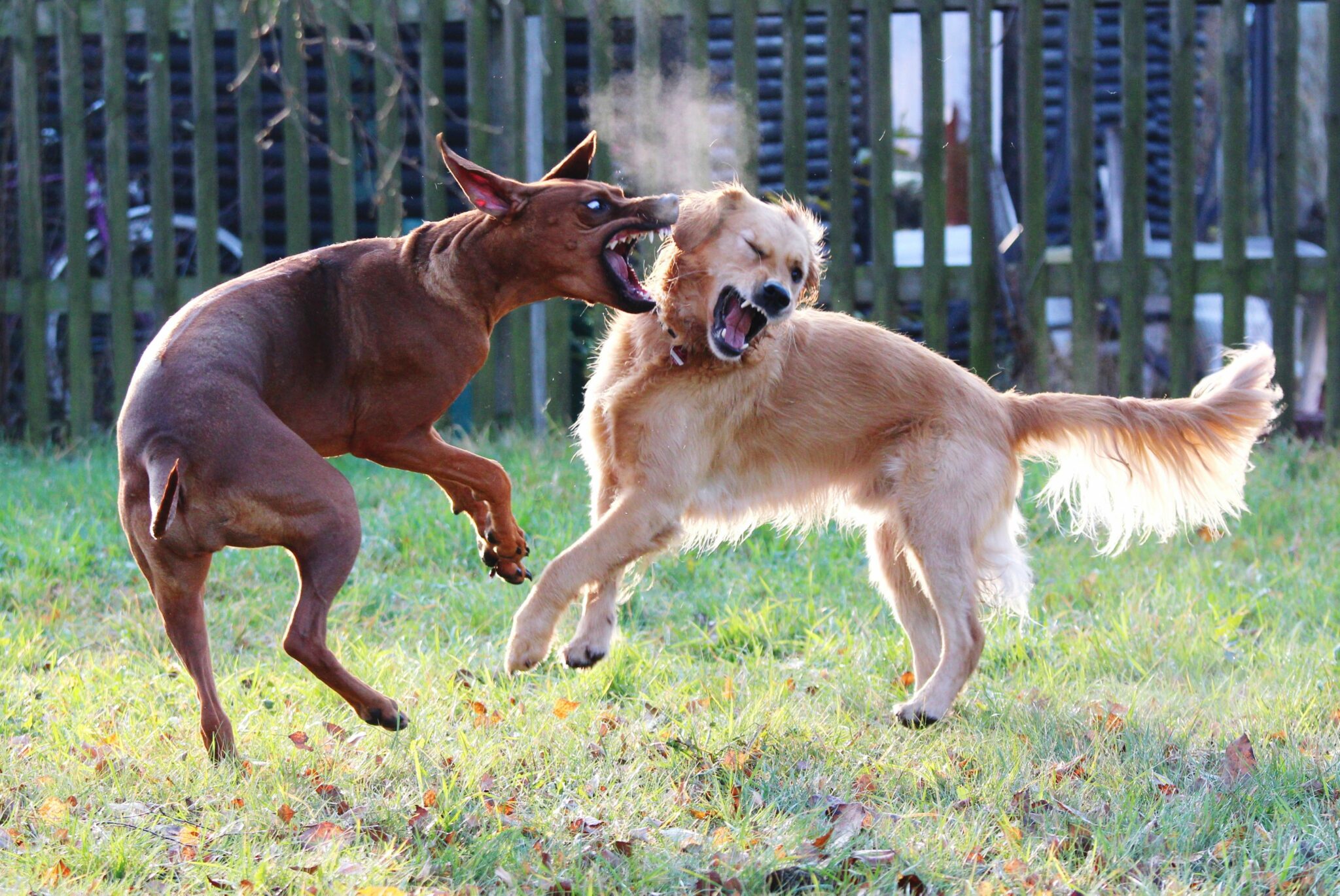 why-is-my-male-dog-suddenly-aggressive-animal-shelters