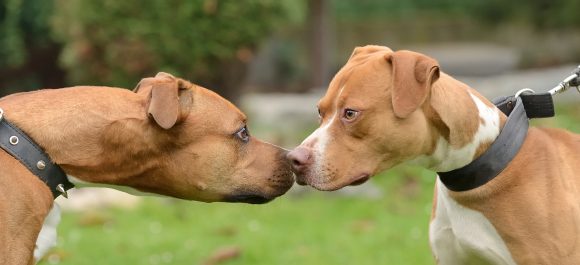 Why is my pitbull aggressive towards other dogs?