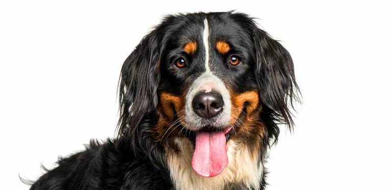 Quick Answer: Why won’t my Bernese mountain dog eat?