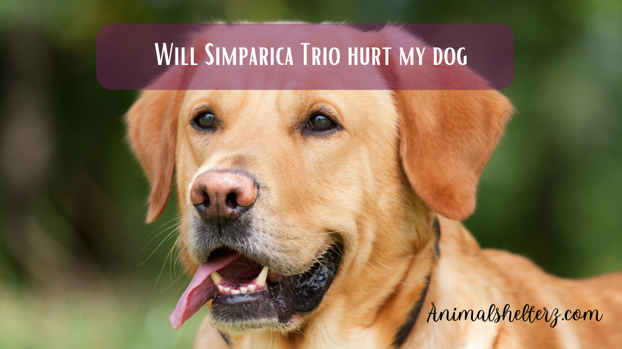 Will Simparica Trio hurt my dog