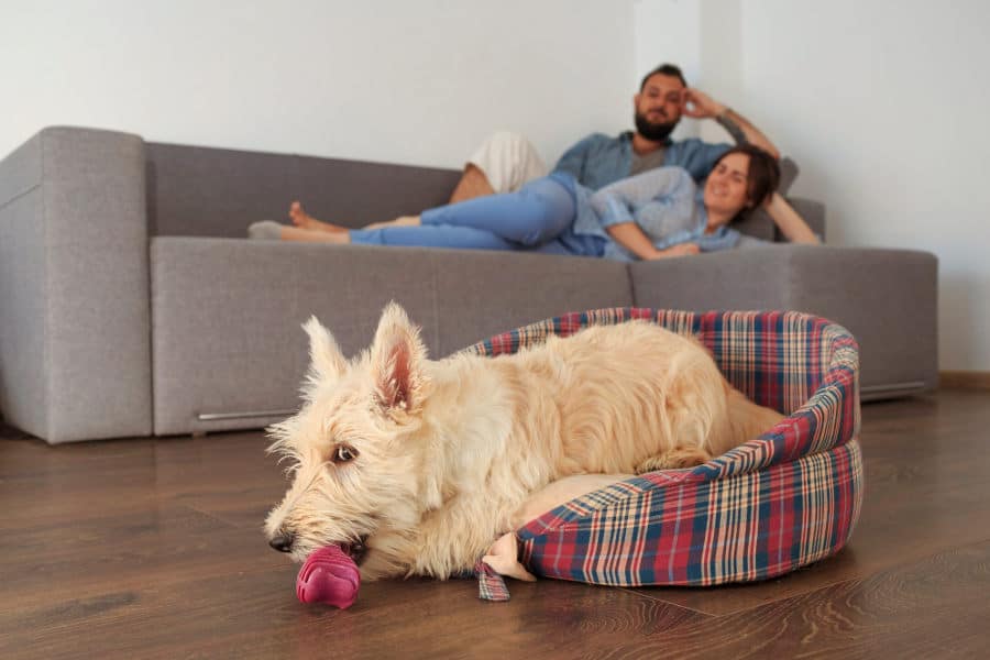 Will a dog ruin my hardwood floors?